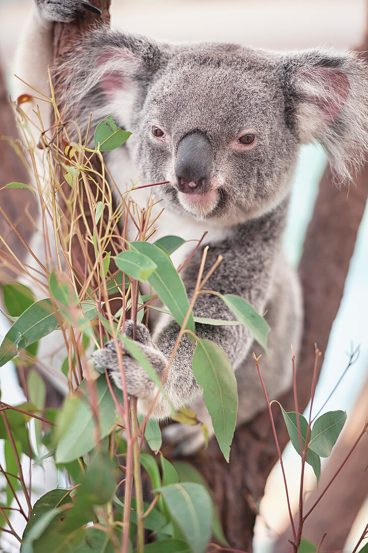 Koala (Phascolarctos Cinereous) frisst Blätter, Lone Pine Koala Sanctuary, Brisbane, Queensland, Australien