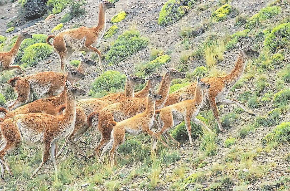 A group of guanacos (Lama guanicoe) walking,Torres del Paine National Park, Chile, South America