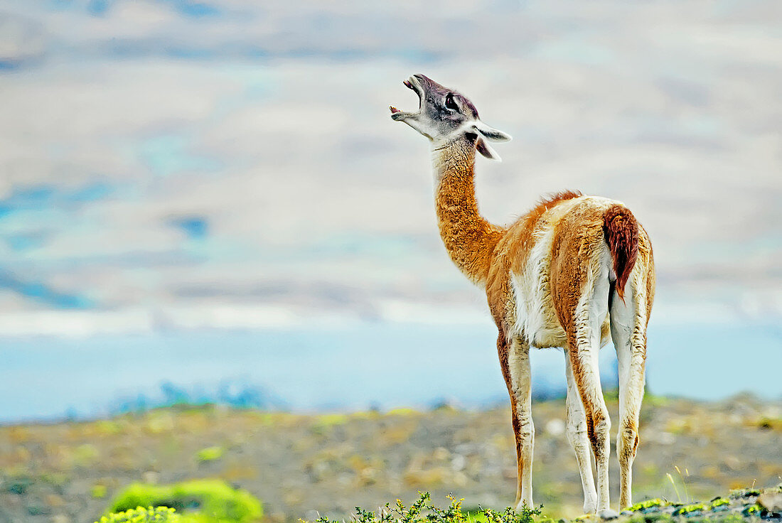 Guanaco (Lama guanicoe) Nationalpark Torres del Paine, Patagonien, Chile, Südamerika