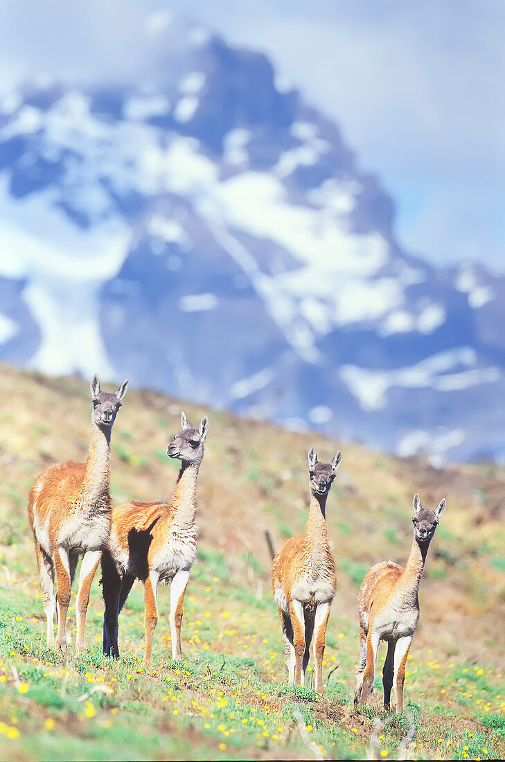 Eine Gruppe von Guanacos (Lama Guanicoe), Nationalpark Torres del Paine, Chile, Südamerika