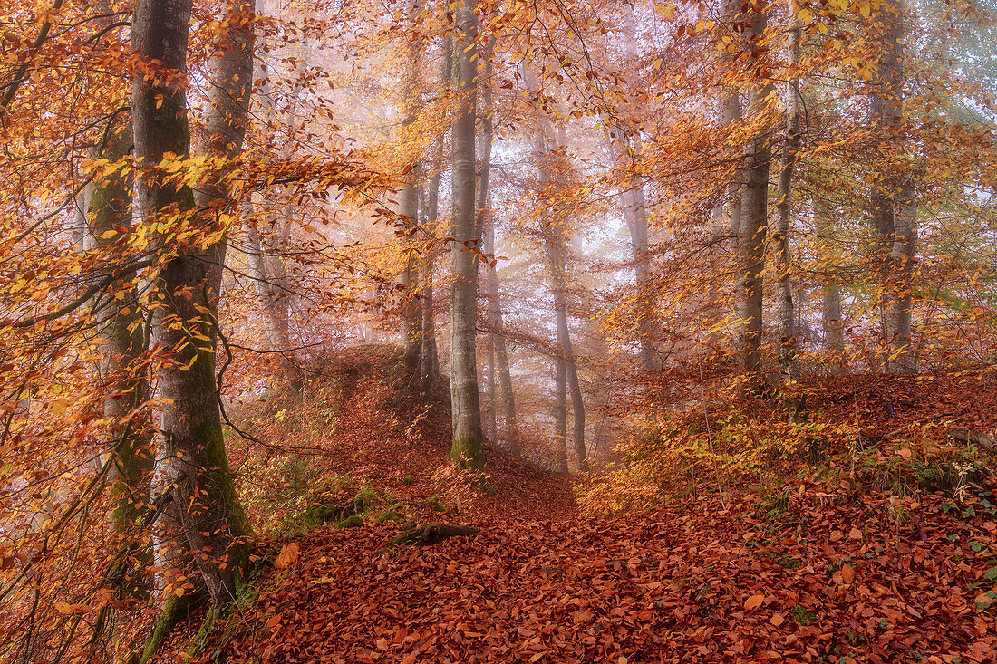 Herbstmorgen im Buchenwald, Bayern, Deutschland, Europa