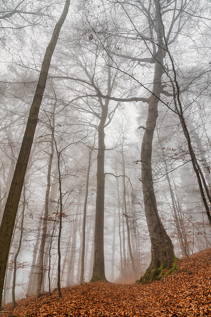 On the way to the Hohen Peißenberg through a beautiful beech forest, Bavaria, Germany, Europe