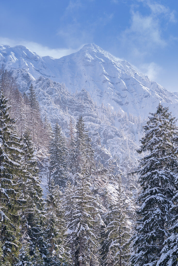 Blick durch den Bergwald hinauf zum winterlichen Gipfel des Krottenkopfs, Eschenlohe, Bayern, Deutschland, Europa