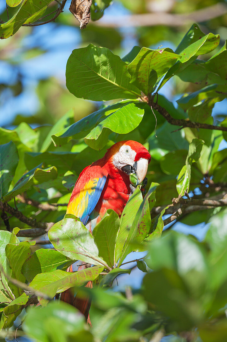 Scarlet Macaw (Ara macao) perching on a tree, Corcovado National Park, Osa Peninsula, Costa Rica