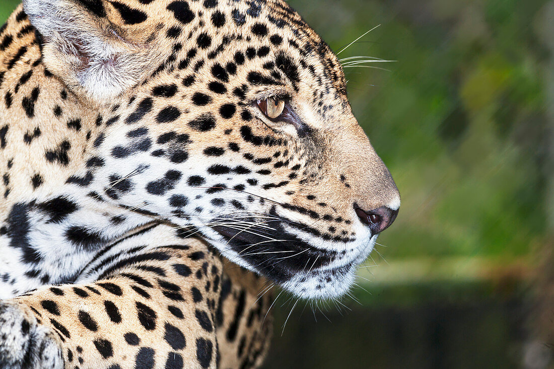 Erwachsener männlicher Jaguar (Panthera onca), Nahaufnahme, Costa Rica