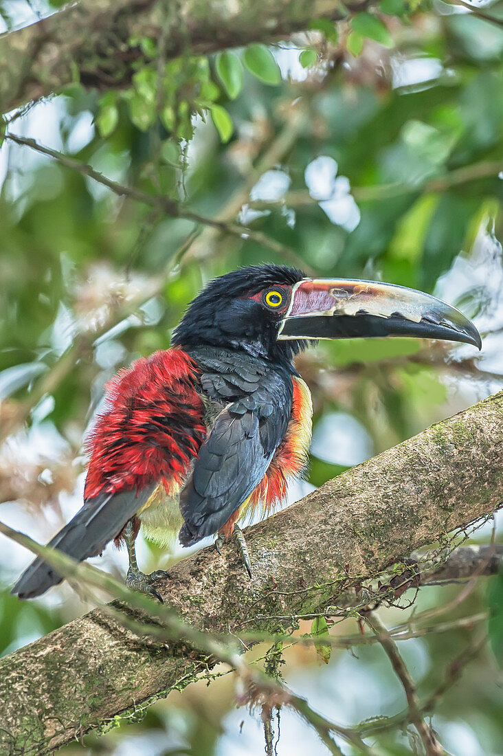 Collared Aracari (Pteroglossus torquatus) perched on tree, Costa Rica, Central America