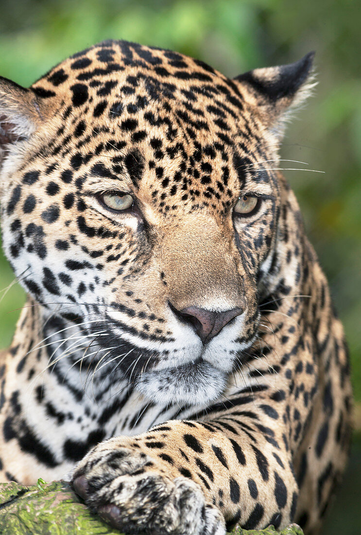 Adult male Jaguar (Panthera onca), close-up, Costa Rica