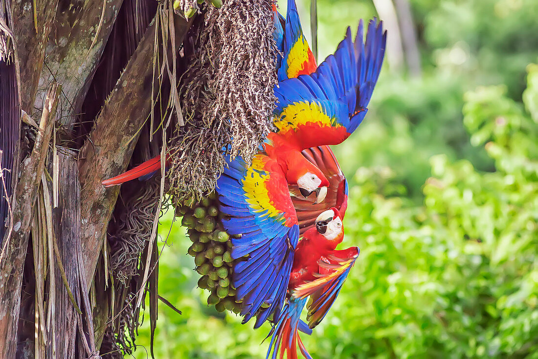 Scarlet Macaws (Ara macao), Corcovado National Park, Osa Peninsula, Costa Rica