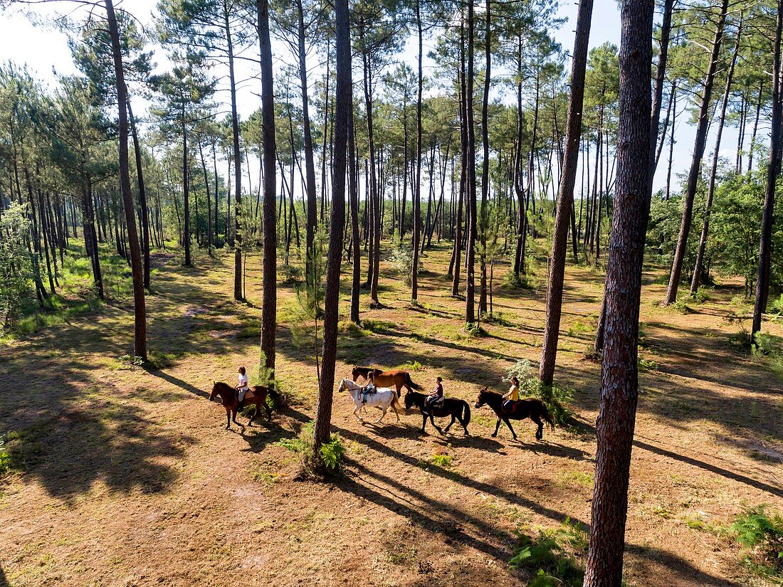 Frankreich, Gironde, Val de l'Eyre, Parc Naturel Régional des Landes de Gascogne, Ausritt mit Caballo Loco, einer chilenischen Familie, die sich auf Reitkunst spezialisiert hat (Luftaufnahme)