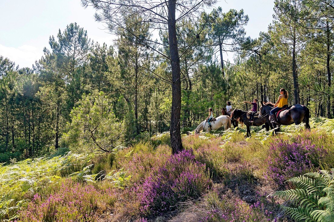 Frankreich, Gironde, Val de l'Eyre, Parc Naturel Régional des Landes de Gascogne, Ausritt mit Caballo Loco, einer chilenischen Familie, die sich auf Reitkunst spezialisiert hat (Luftaufnahme)