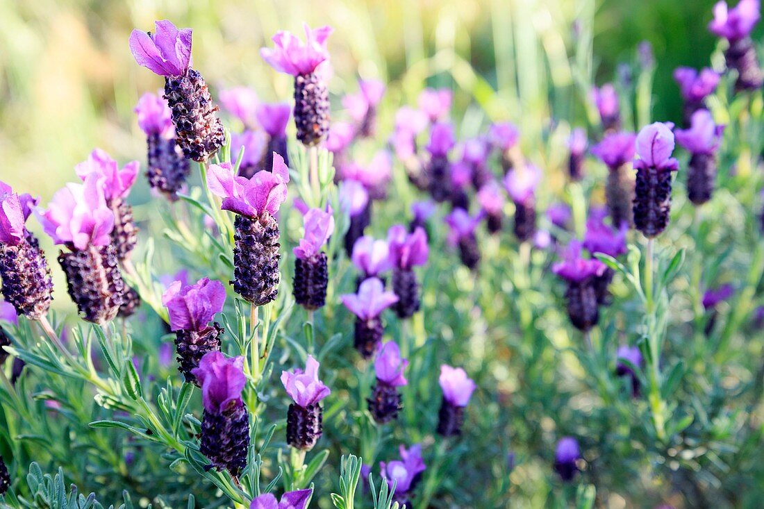 France, Corse du Sud, Pianotolli Cardarello, butterfly lavender (lavandula stoechas)