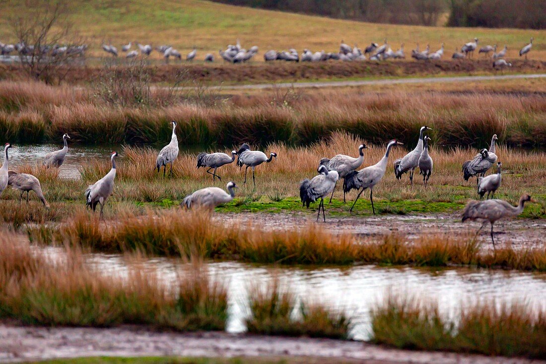 France, Landes, Arjuzanx, created on the site of a former lignite quarry, the National Nature Reserve of Arjuzanx welcomes tens of thousands of cranes (Grus grus) each year, the time of a wintering