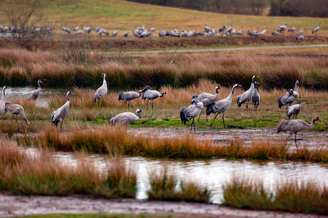 Frankreich, Landes, Arjuzanx, das an der Stelle eines ehemaligen Braunkohlebruchs angelegt wurde. Das Nationale Naturschutzgebiet von Arjuzanx begrüßt jedes Jahr Zehntausende von Kranichen (Grus grus), die Zeit einer Überwinterung