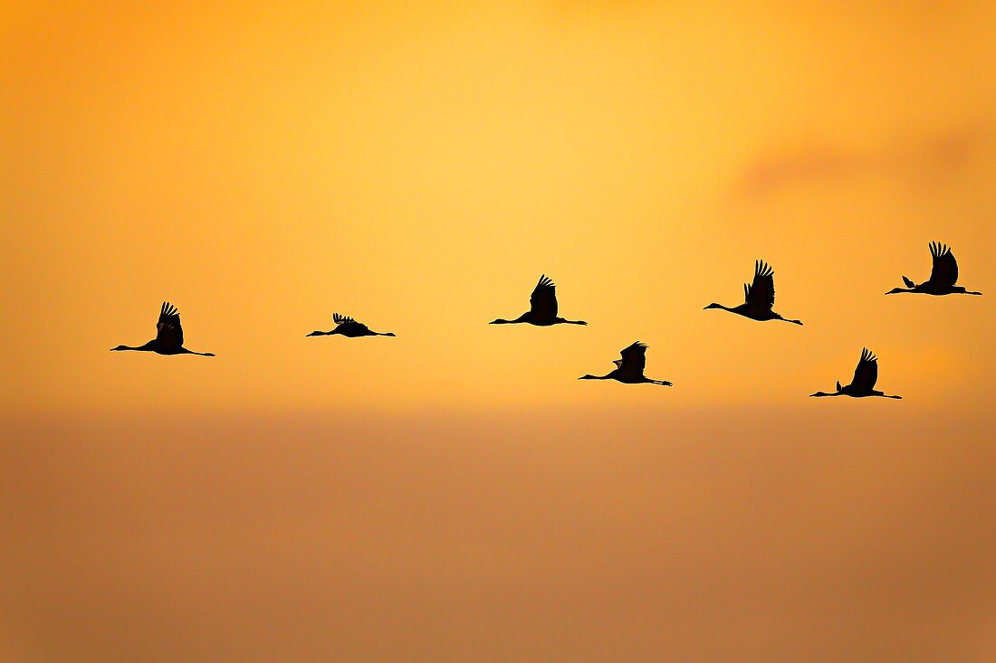 France, Landes, Arjuzanx, created on the site of a former lignite quarry, the National Nature Reserve of Arjuzanx welcomes tens of thousands of cranes (Grus grus) each year, the time of a wintering