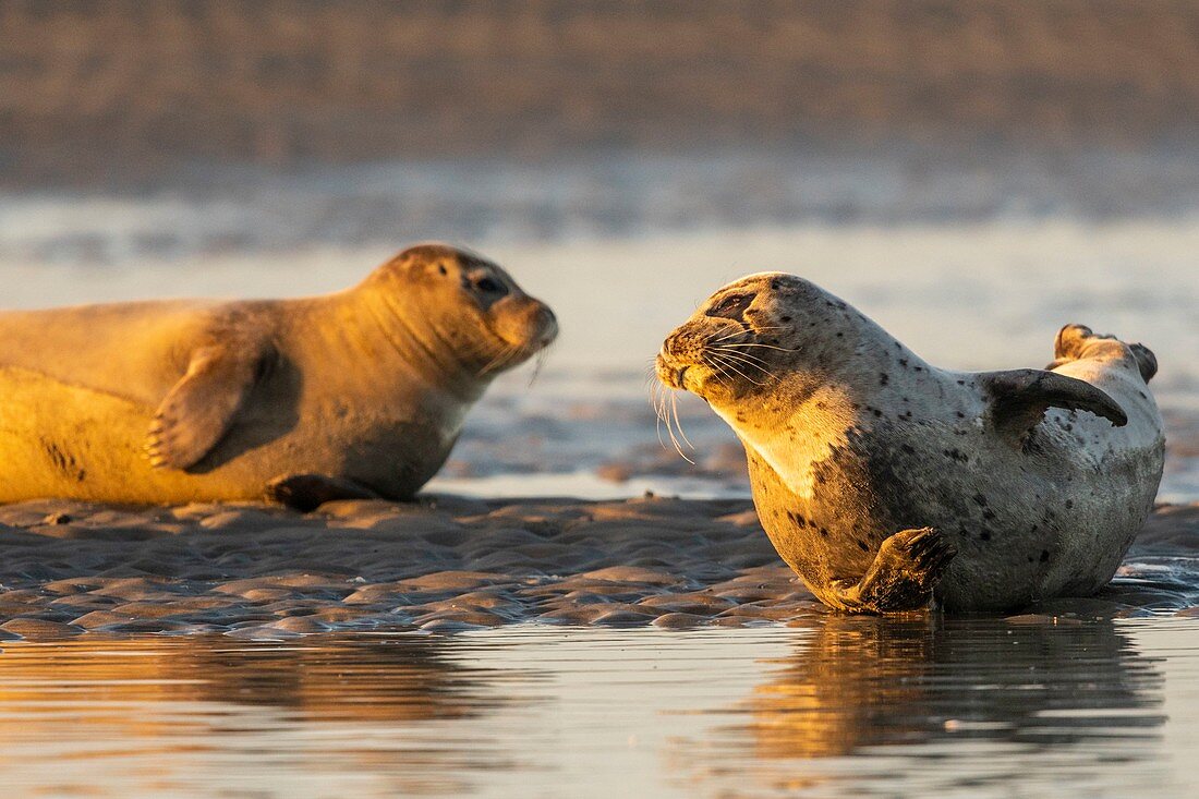 Frankreich, Pas de Calais, Côte d'Opal, Authie Bay, Berck sur mer, Seehund (Phoca vitulina), der bei Ebbe auf Sandbänken ruht