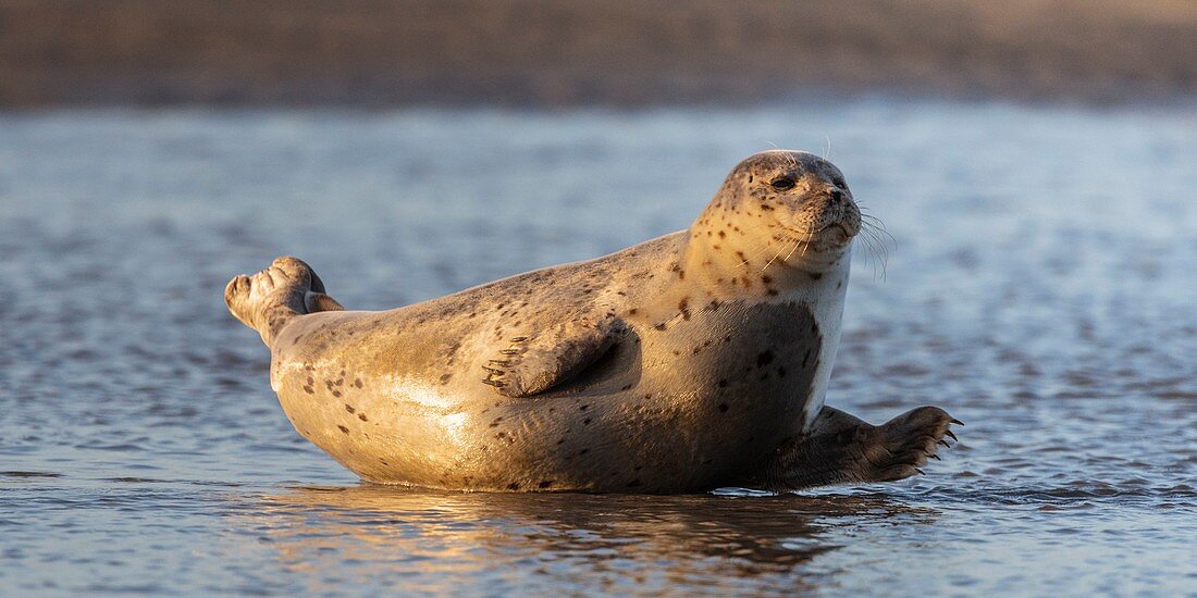 France, Pas de Calais, Cote d'Opale, Authie Bay, Berck sur mer, common seal (Phoca vitulina) resting on sandbanks at low tide