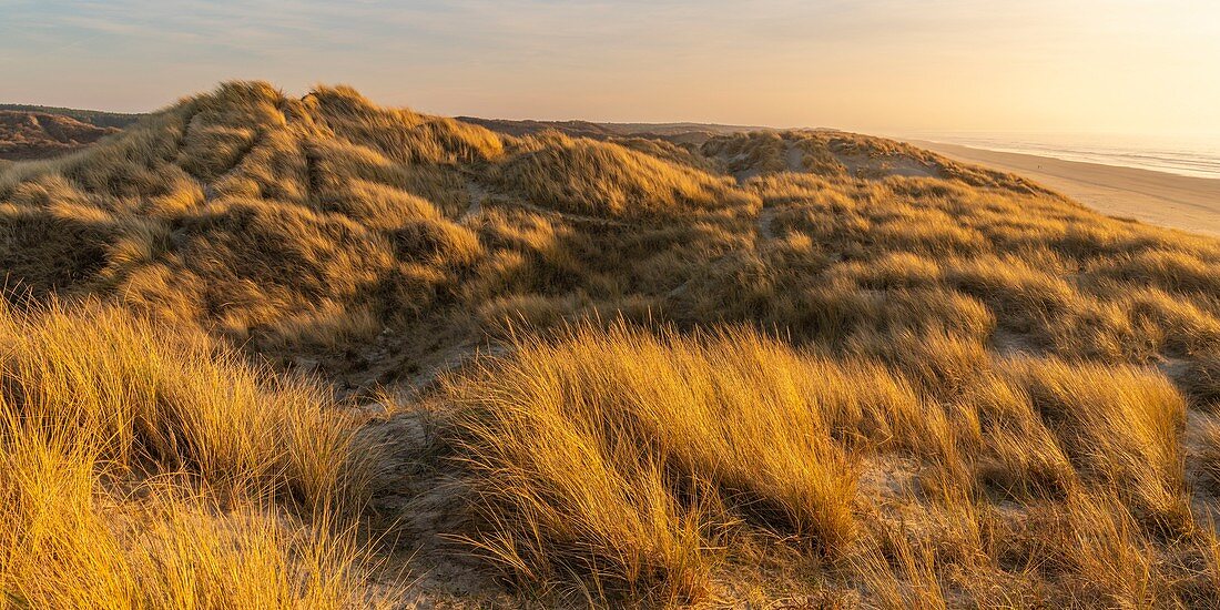 France, Somme, Bay of Somme, Quend Plage, the dune massif that runs along the beach