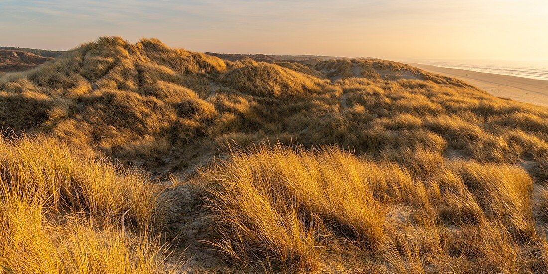 Frankreich, Somme, Bucht der Somme, Quend Plage, das Dünenmassiv, das am Strand entlang verläuft