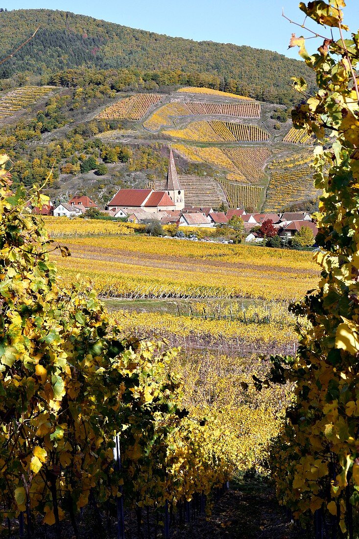 Frankreich, Haut Rhin, Niedermorschwihr, Weinberge im Herbst