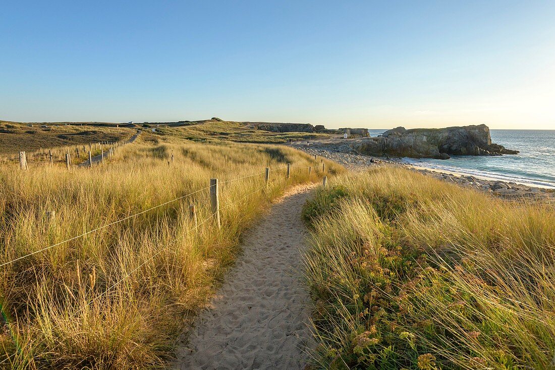 France, Morbihan, Saint-Pierre-Quiberon, the path that leads to the beach of Port Bara