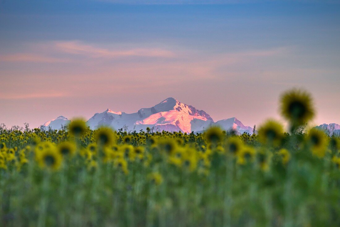 France, Ain, Mont Blanc view from a sunflower field