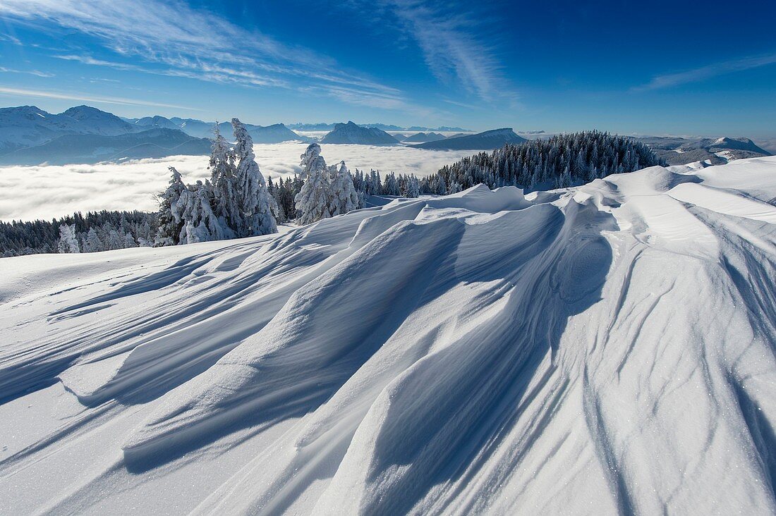 Frankreich, Haute Savoie, massive Bauges, oberhalb von Annecy an der Grenze zu Savoyen, das Semnoz-Plateau, außergewöhnliches Aussichtspunkt auf den Nordalpen, Schneelandschaft, geformt von Wind und Wolkenmeer