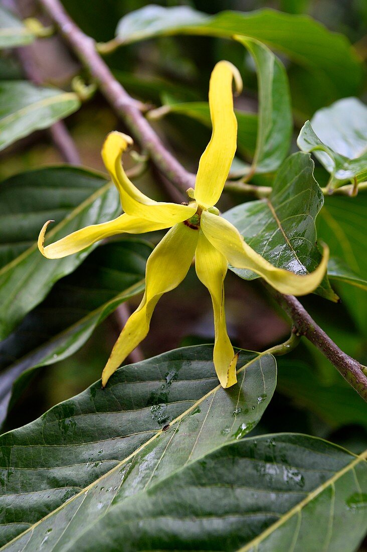 France, Mayotte island (French overseas department), Grande Terre, Ouangani, ylang ylang (Cananga odorata) flower and their foliage