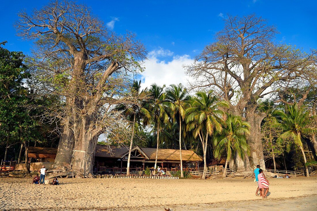 France, Mayotte island (French overseas department), Grande Terre, Kani Keli, the Maore Garden, baobab (Adansonia digitata) on the beach of N'Gouja