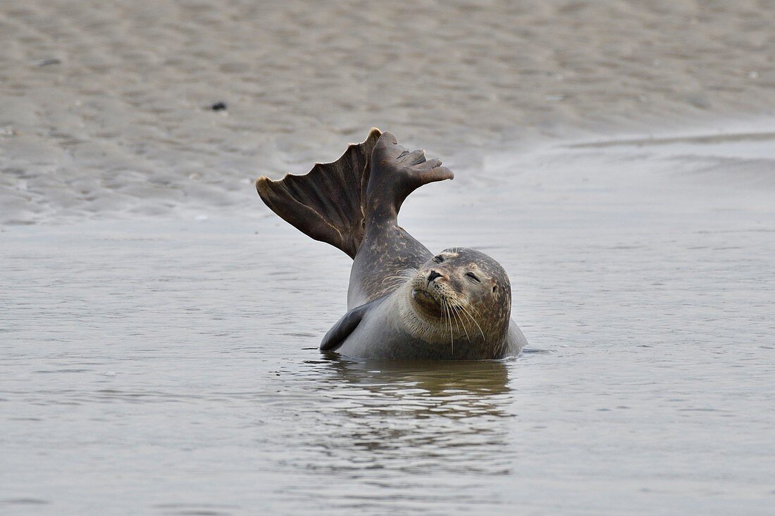 France, Somme, Berck sur Mer, Bay of Authie, seals at low tide on the sand