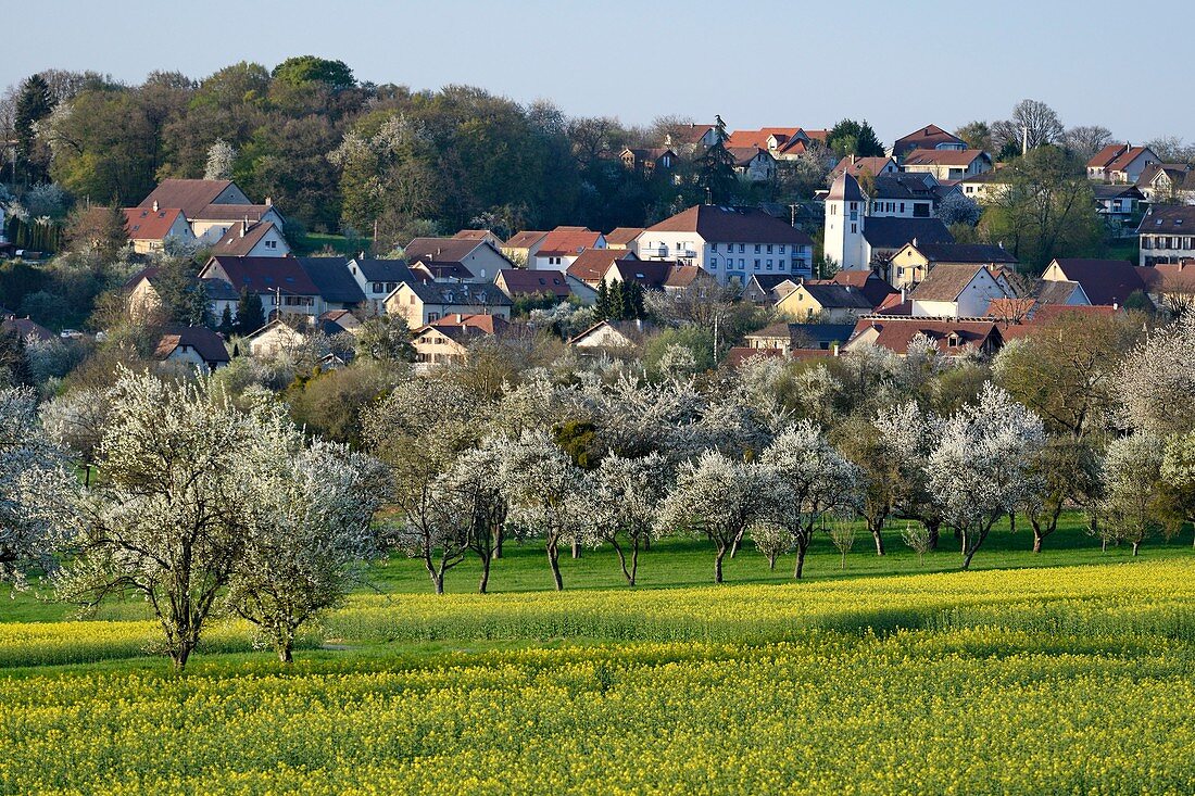 France, Doubs, Vandoncourt, spring, cherry blossoms and rapeseed