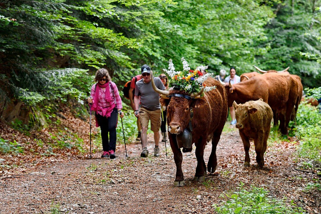 France, Territoire de Belfort, Vosges, Ballon d'Alsace, spring transhumance festival of Salers cows