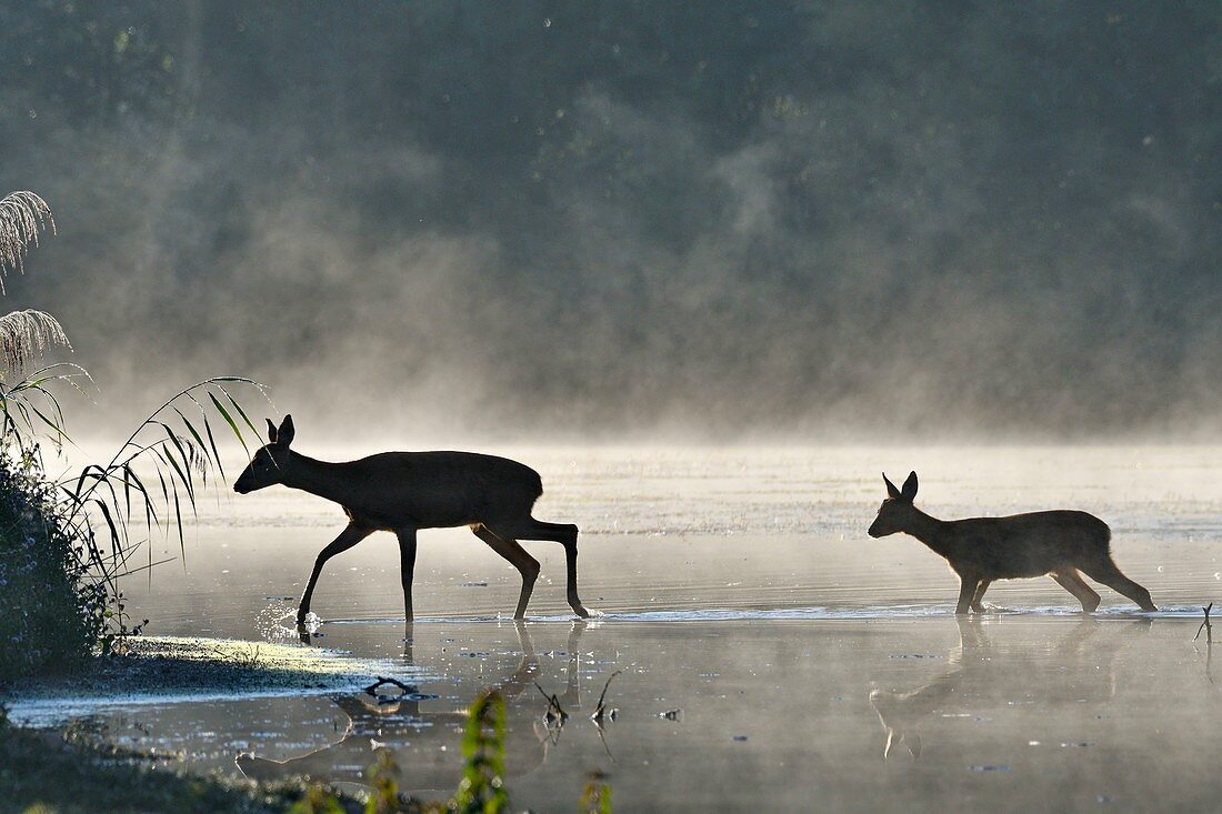 Frankreich, Doubs, Brognard, Allans, Naturgebiet, Säugetier, Reh und seine Jungen überqueren ein Gewässer im Nebel