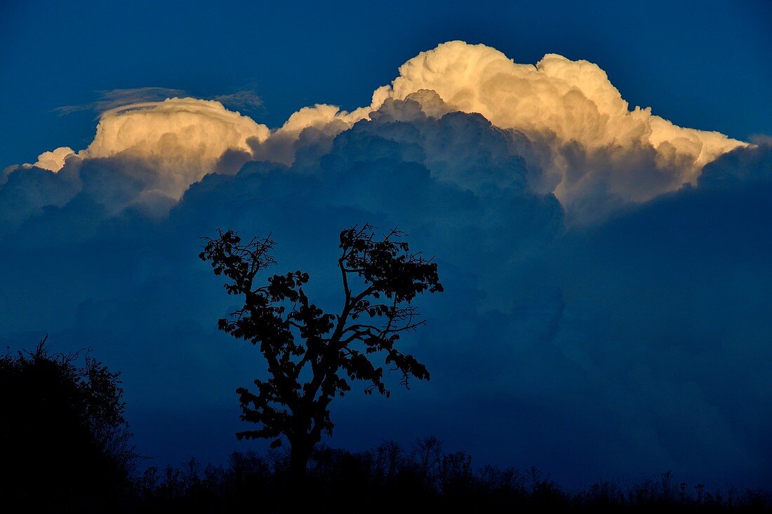 France, Doubs, fruit tree on a cloud background, cumulus at sunset