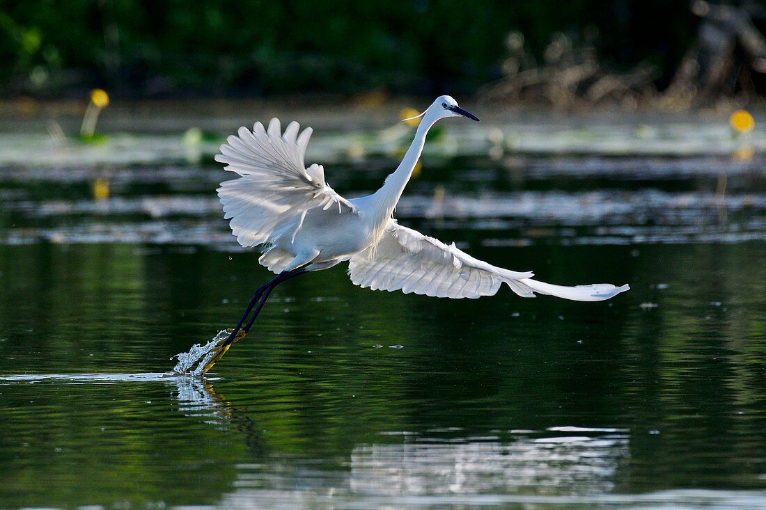 Frankreich, Doubs, Brognard, Allan, Naturgebiet, Seidenreiher (Egretta garzetta)