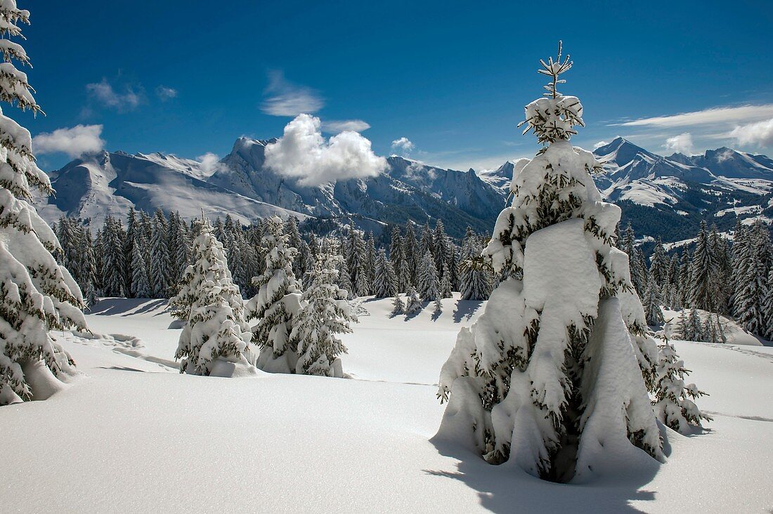 Frankreich, Haute Savoie, Massiv von Aravis, wanderte nach großen Schneefalllichtungen und Gipfeln von Aravis auf dem Tablett von Beauregard über die Ferienorte Manigod und Clusaz