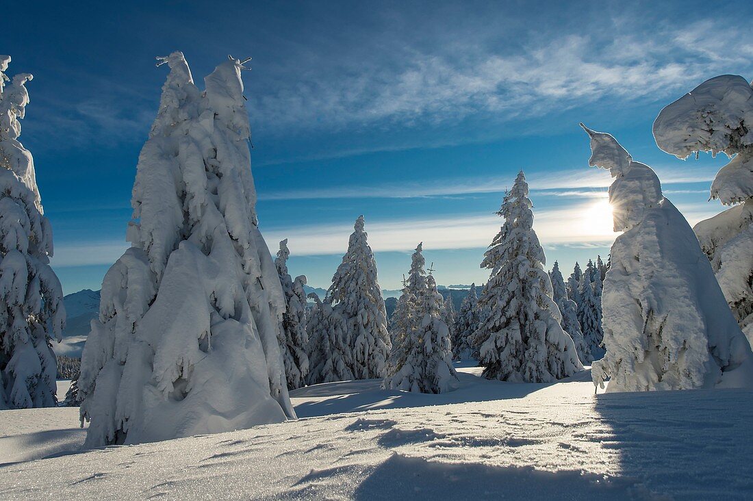 Frankreich, Haute Savoie, massive Bauges, oberhalb der Annecy-Grenze mit der Savoie, dem außergewöhnlichen Belvedere des Semnoz-Plateaus auf den Nordalpen, mit Schnee beladene Tannen