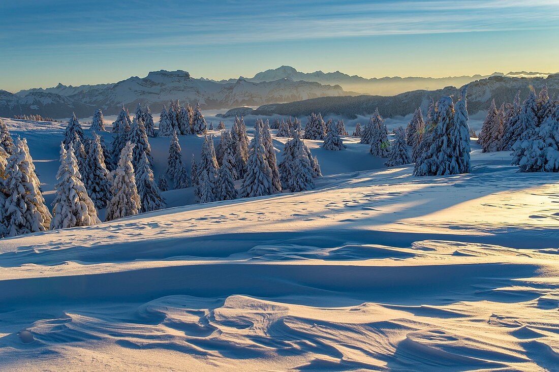 France, Haute Savoie, massive Bauges, above Annecy limit with the Savoie, the Semnoz plateau exceptional belvedere on the Northern Alps, sunrise on snow sculpted by the wind and massive Bornes and of Mont Blanc