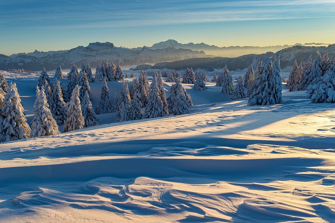 Frankreich, Haute Savoie, massive Bauges, über der Annecy-Grenze mit der Savoie, dem außergewöhnlichen Belvedere des Semnoz-Plateaus auf den Nordalpen, Sonnenaufgang auf vom Wind geformtem Schnee und massiven Bornes und des Mont Blanc