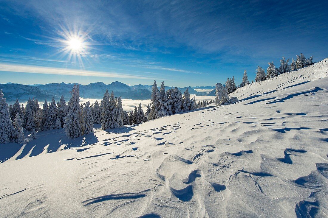 Frankreich, Haute Savoie, massive Bauges, oberhalb von Annecy an der Grenze zur Savoie, das außergewöhnliche Belvedere des Semnoz-Plateaus auf den Nordalpen, vom Wind geformte Schneelandschaft