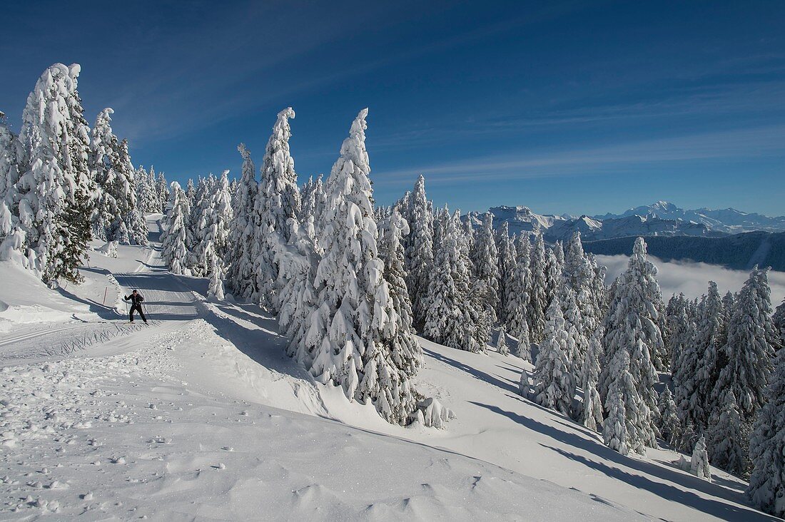 Frankreich, Haute Savoie, massive Bauges, oberhalb der Annecy-Grenze mit der Savoie, dem außergewöhnlichen Belvedere des Semnoz-Plateaus in den Nordalpen, Skater und schneebedeckten Tannen