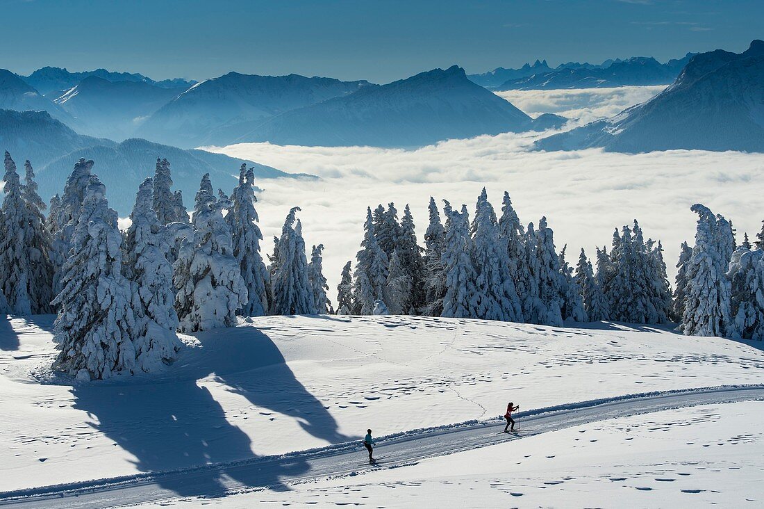 Frankreich, Haute Savoie, massive Bauges, oberhalb von Annecy an der Grenze zur Savoie, das außergewöhnliche Belvedere des Semnoz-Plateaus auf den Nordalpen, Langlaufloipen südlich des Plateaus und Wolkenmeer