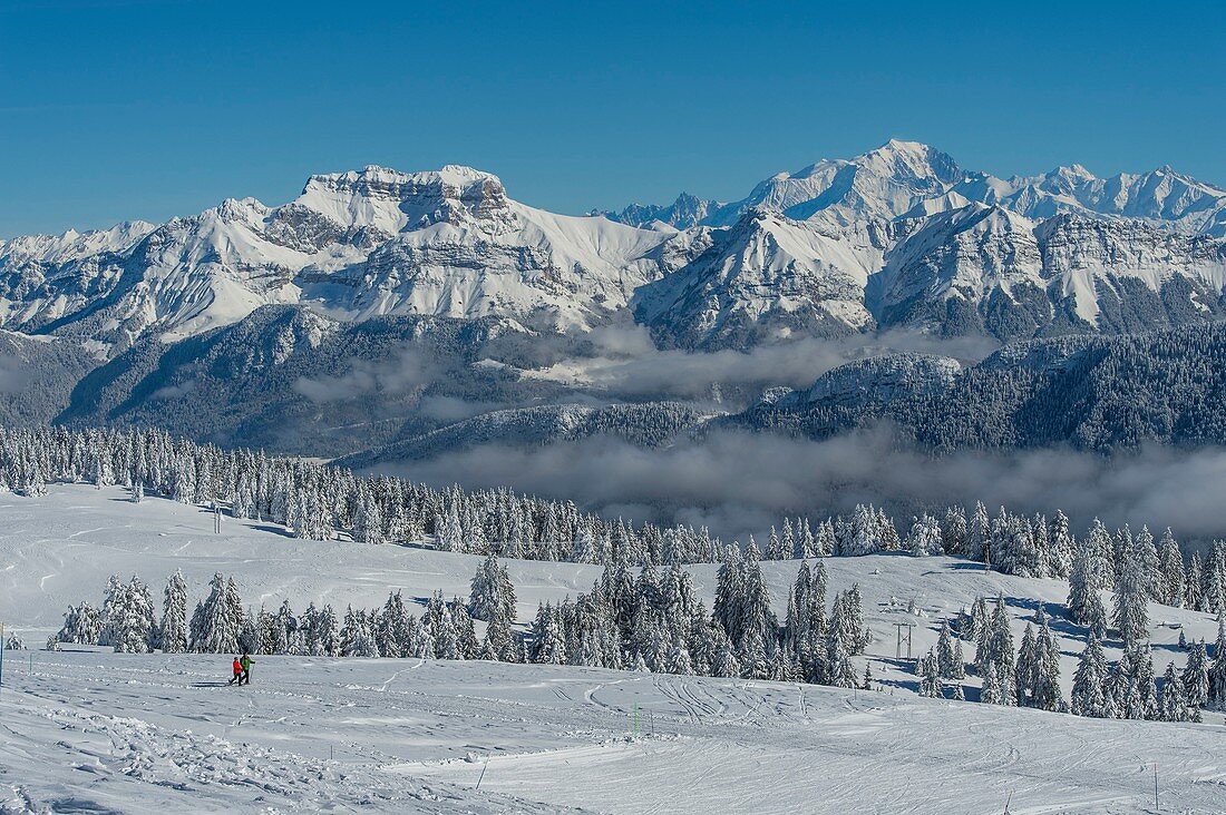 Frankreich, Haute Savoie, massive Bauges, oberhalb der Annecy-Grenze mit der Savoie, das außergewöhnliche Belvedere des Semnoz-Plateaus auf den Nordalpen, schneebedeckte Tannen und massive Bornes und Mont Blanc