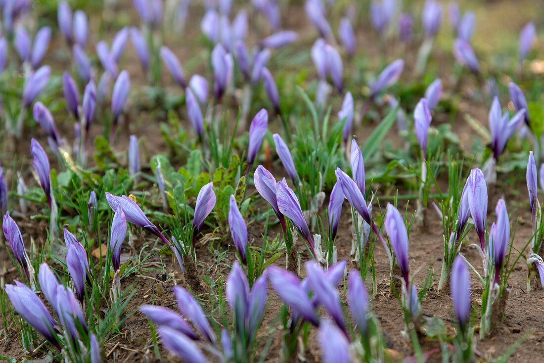 Frankreich, Herault, Villeveyrac, Reihen von Safranblumen auf einem Feld