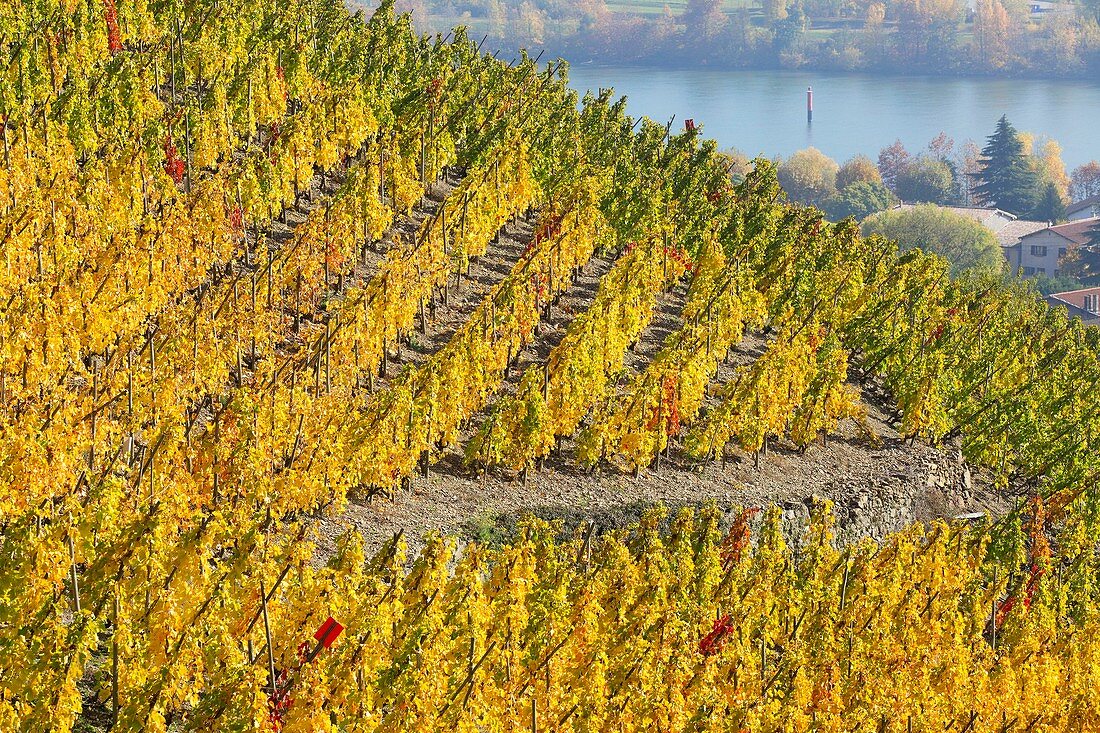 Frankreich, Rhone, Ampuis, Weinberg AOC Côte Rotie