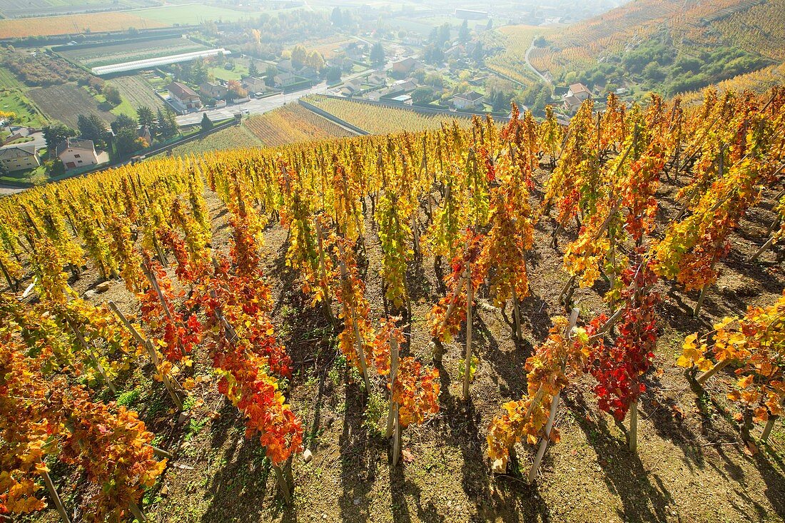 Frankreich, Rhone, Ampuis, Weinberg AOC Côte Rotie