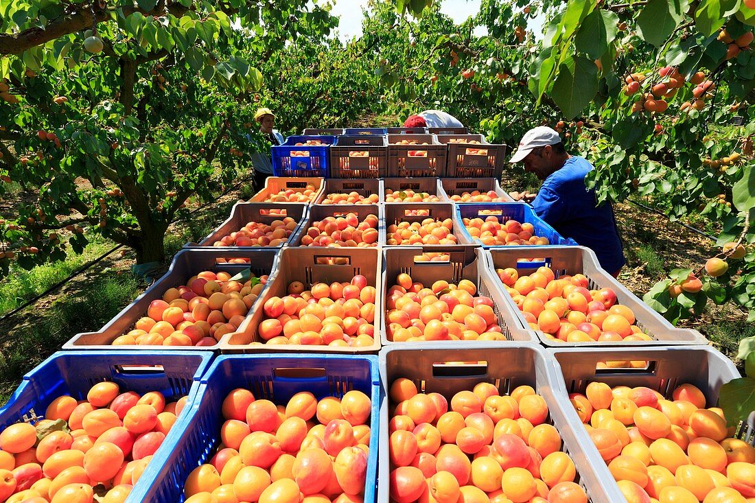 France, Ardeche, Baix, harvesting apricots