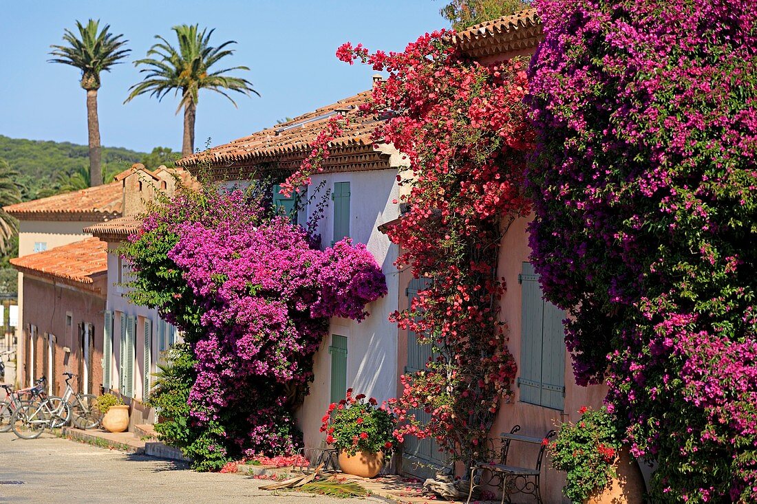 France, Var, Hyeres Islands, Porquerolles Island, Port Cros National Park, Porquerolles village, Bougainvillier