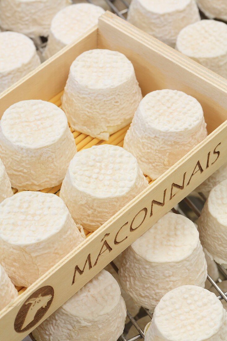 France, Saone et Loire, Hurigny, Chevenet cheese dairy, Maconnais (AOP cheeses made from raw goat's milk)