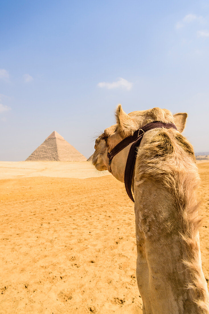Kamel in Gizeh, eine Pyramide im Hintergrund am Stadtrand von Kairo