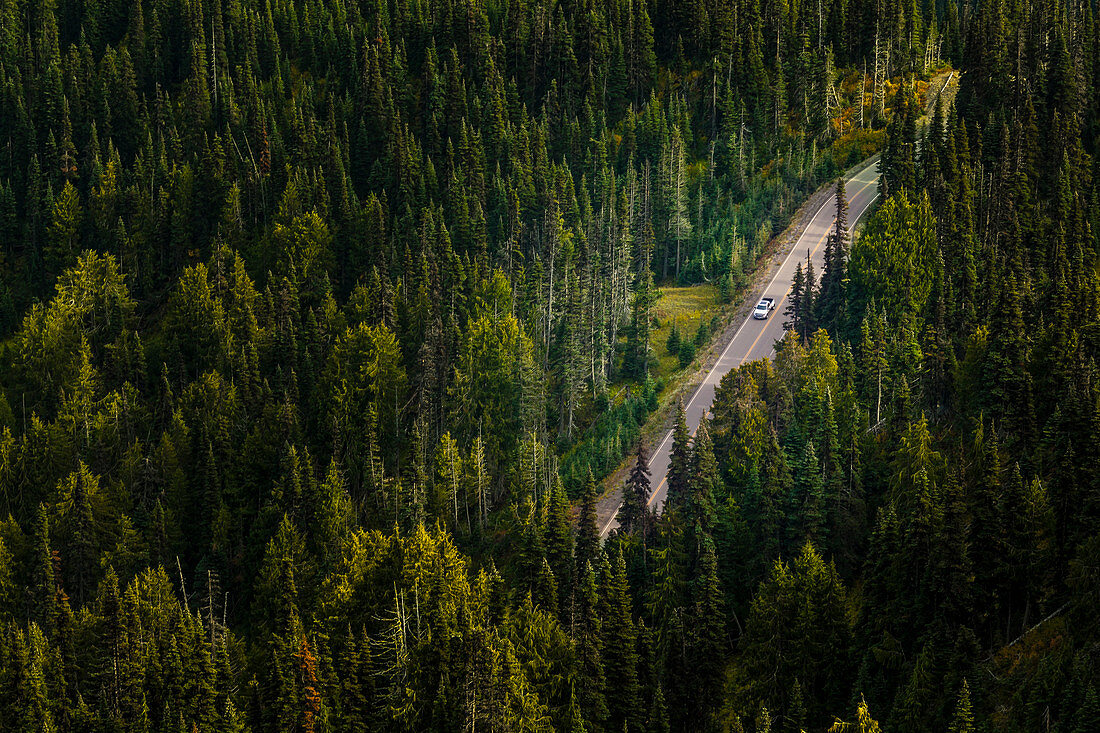Aerial view of a dirt road through a thick forest in Olympic National Park.